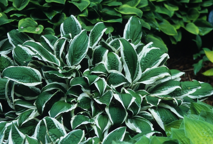 Ginko Craig Hosta, Plantain Lily - Hosta ''Ginko Craig'' (Hosta, Plantain Lily) from E.C. Brown's Nursery