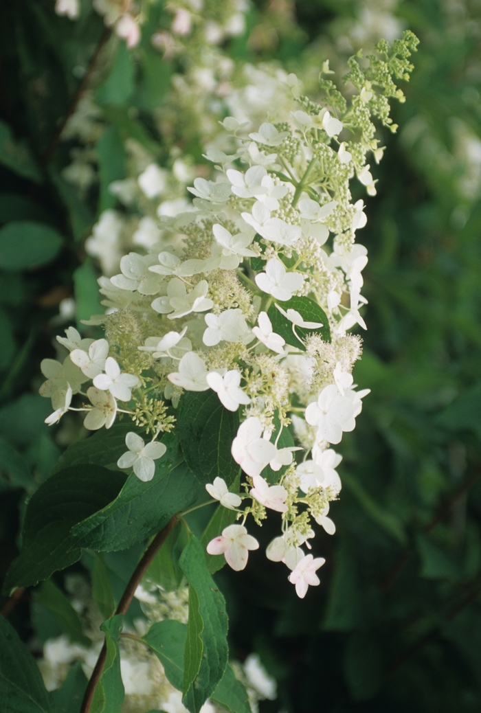 'Unique' Hardy Hydrangea - Hydrangea paniculata from E.C. Brown's Nursery