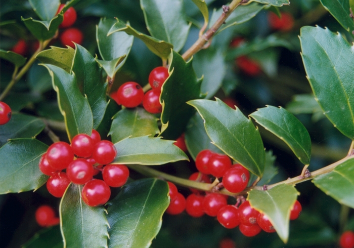 Blue Princess Holly - Ilex x meserveae 'Blue Princess' from E.C. Brown's Nursery