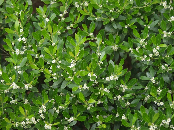 Compact Inkberry - Ilex glabra 'Compacta' from E.C. Brown's Nursery