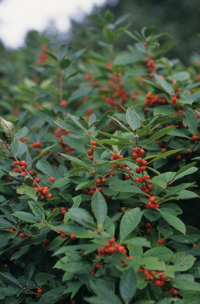 Afterglow Winterberry - Ilex verticillata 'Afterglow' from E.C. Brown's Nursery