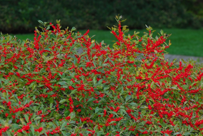 Red Sprite Winterberry - Ilex verticillata 'Red Sprite' from E.C. Brown's Nursery