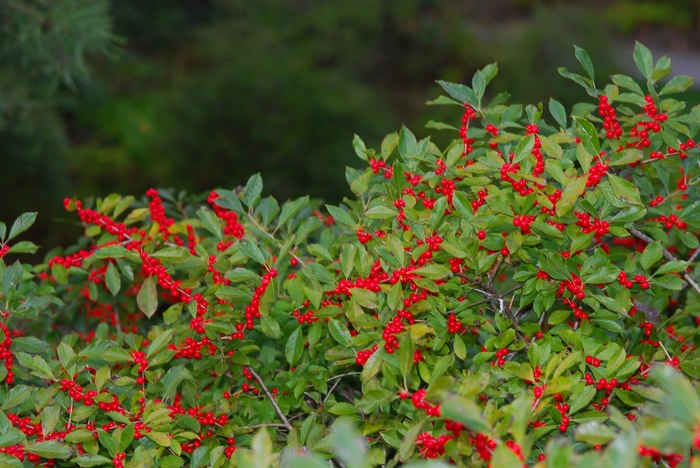 Red Sprite Winterberry - Ilex verticillata 'Red Sprite' from E.C. Brown's Nursery Red Sprite Winterberry - Ilex verticillata 'Red Sprite' from E.C. Brown's Nursery