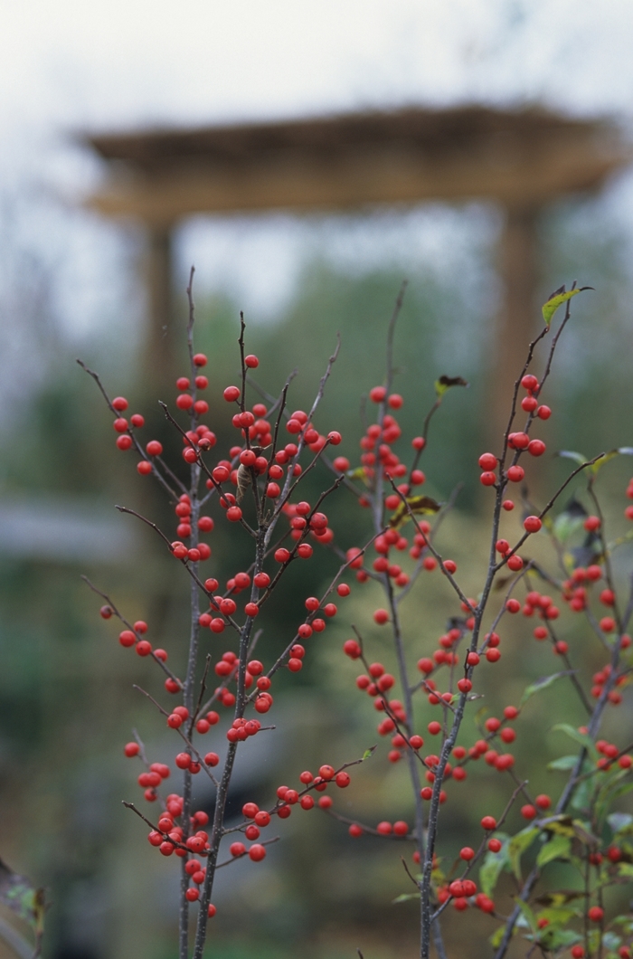 Sparkleberry Winterberry - Ilex verticillata 'Sparkleberry' from E.C. Brown's Nursery