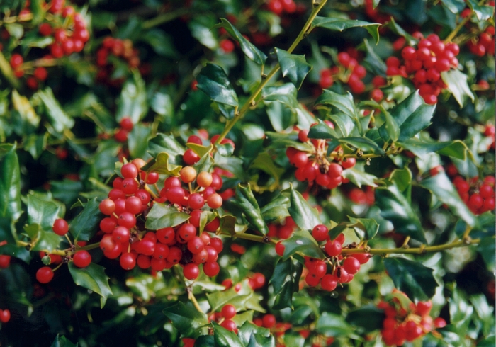 China Girl® Holly - Ilex x meserveae 'Mesog' (Holly) from E.C. Brown's Nursery