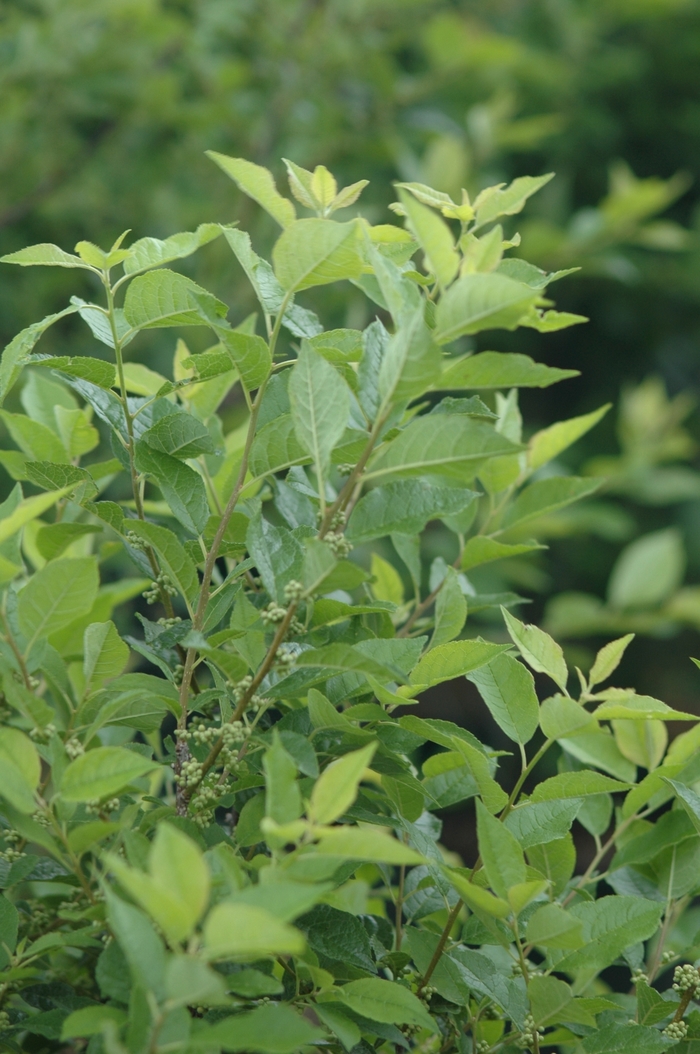 Apollo Winterberry - Ilex verticillata 'Apollo' from E.C. Brown's Nursery Apollo Winterberry - Ilex verticillata 'Apollo' from E.C. Brown's Nursery