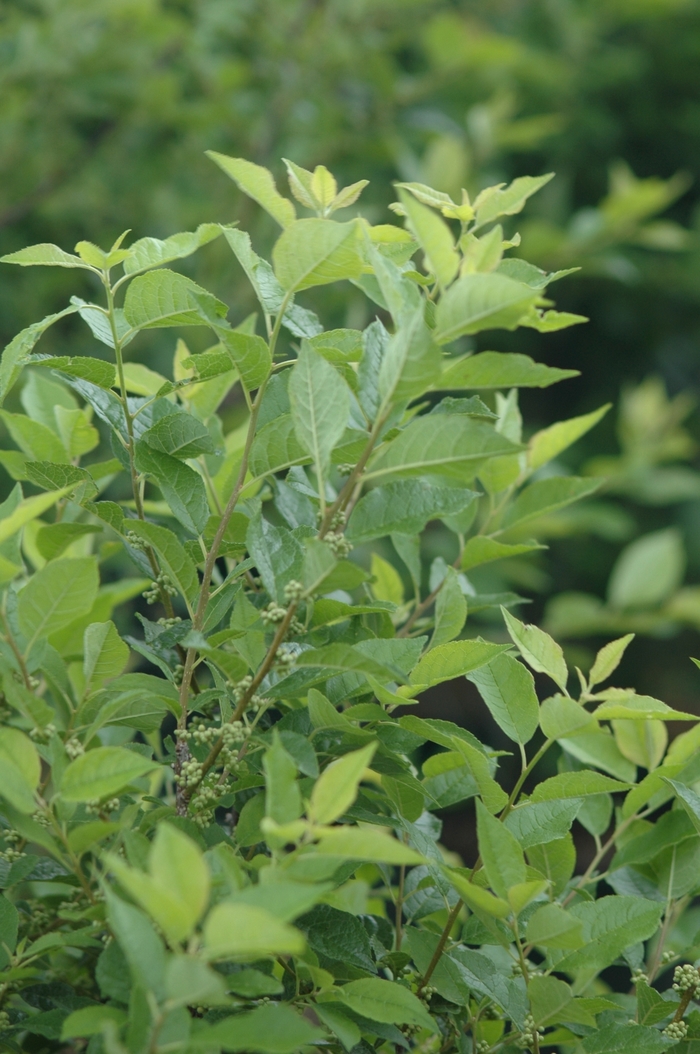 Apollo Winterberry - Ilex verticillata 'Apollo' from E.C. Brown's Nursery