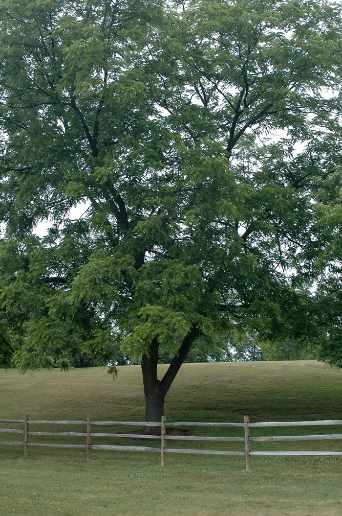 Eastern Black Walnut - Juglans nigra from E.C. Brown's Nursery