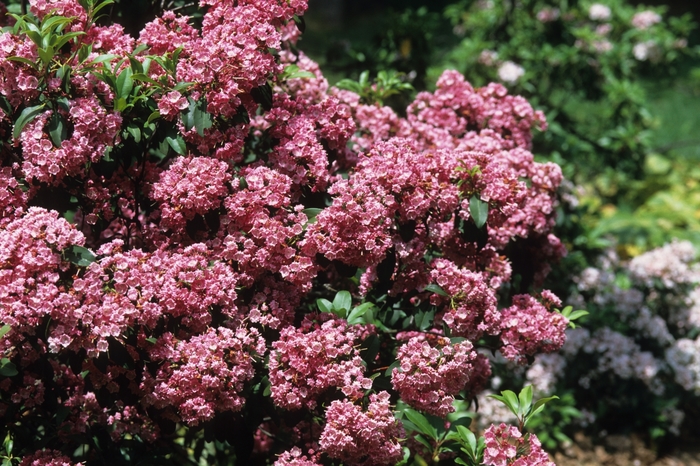 Mountain-laurel - Kalmia latifolia from E.C. Brown's Nursery Mountain-laurel - Kalmia latifolia from E.C. Brown's Nursery