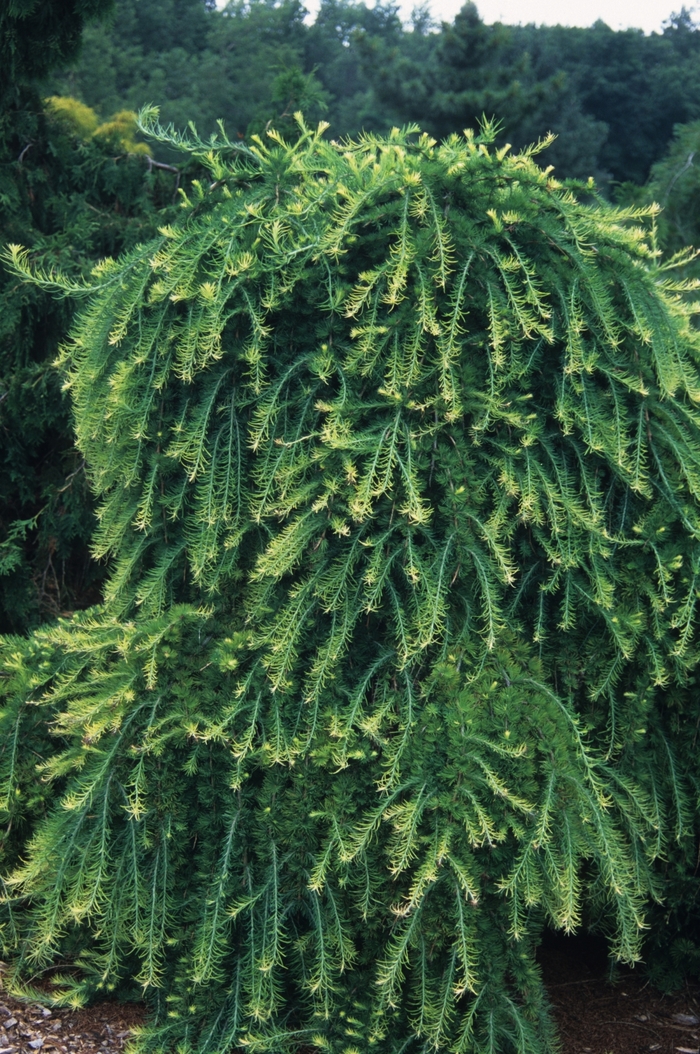 Julian's Weeping Larch - Larix decidua 'Julian's Weeper' from E.C. Brown's Nursery Julian's Weeping Larch - Larix decidua 'Julian's Weeper' from E.C. Brown's Nursery