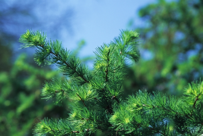 Japanese Larch - Larix kaempferi from E.C. Brown's Nursery