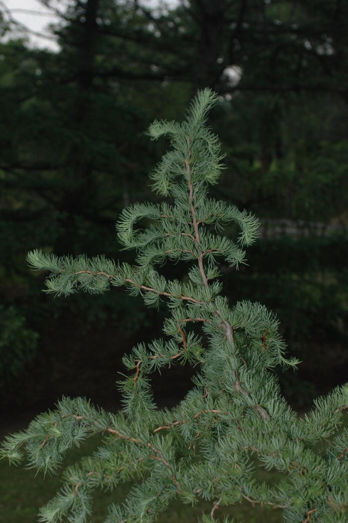 Diana Japanese Larch - Larix kaempferi 'Diana' from E.C. Brown's Nursery Diana Japanese Larch - Larix kaempferi 'Diana' from E.C. Brown's Nursery
