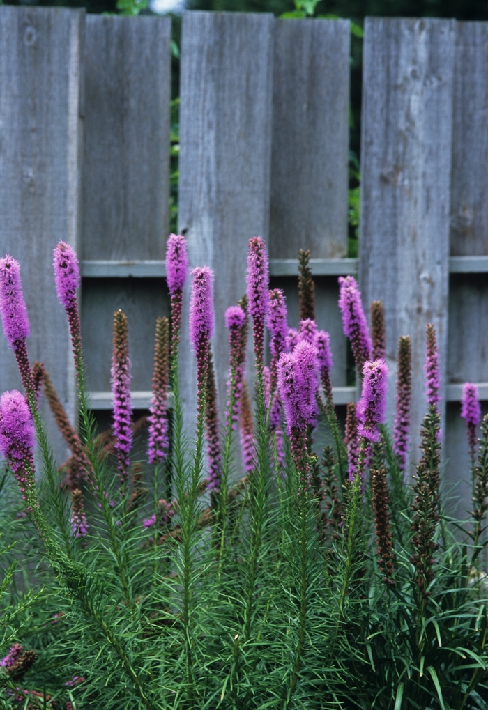 Gayfeather - Liatris spicata from E.C. Brown's Nursery Gayfeather - Liatris spicata from E.C. Brown's Nursery