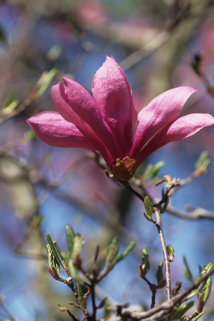 Little Girl 'Betty' - Magnolia x from E.C. Brown's Nursery