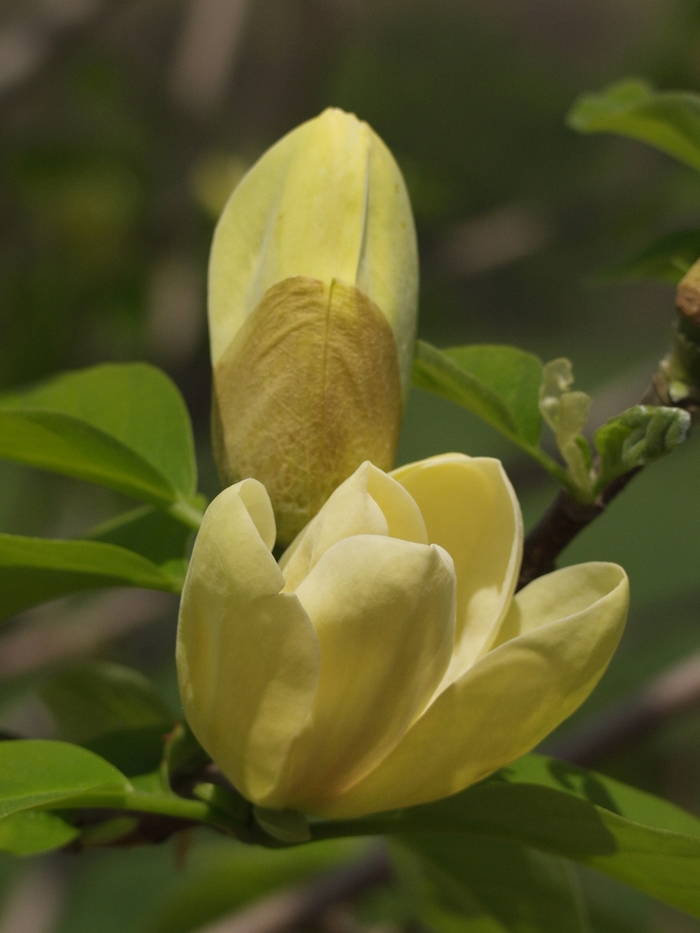 'Yellow Bird' - Magnolia x brooklynensis from E.C. Brown's Nursery 'Yellow Bird' - Magnolia x brooklynensis from E.C. Brown's Nursery