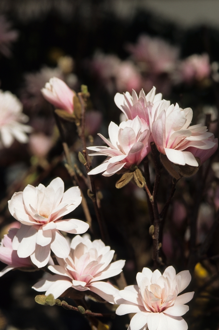 'Leonard Messel' - Magnolia x loebneri from E.C. Brown's Nursery 'Leonard Messel' - Magnolia x loebneri from E.C. Brown's Nursery