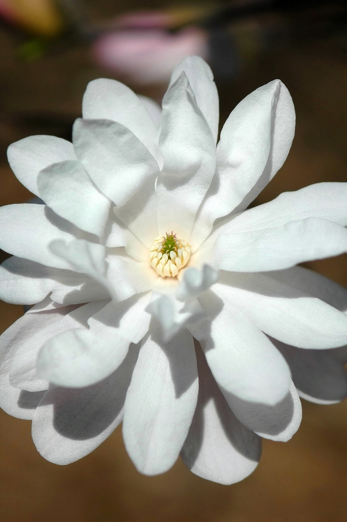 'Waterlily' - Magnolia stellata from E.C. Brown's Nursery 'Waterlily' - Magnolia stellata from E.C. Brown's Nursery