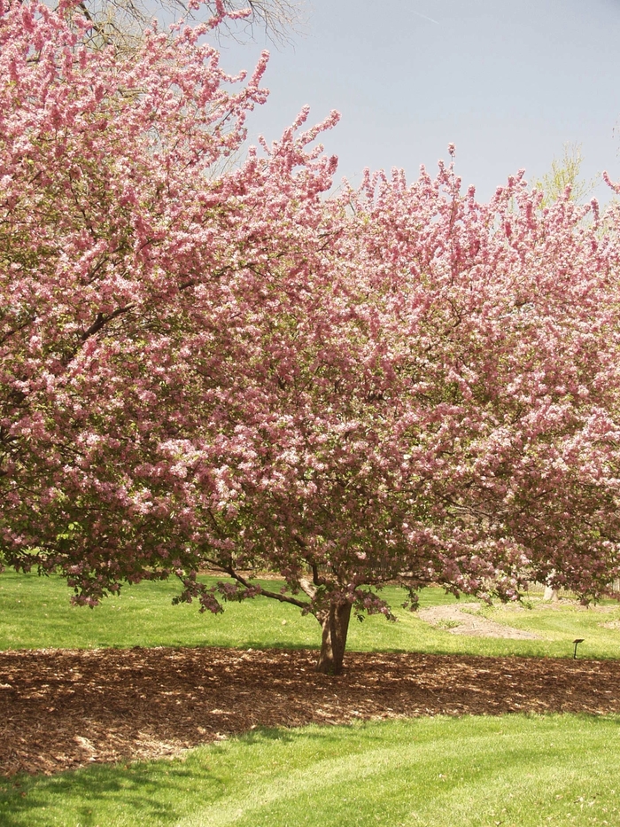 Adams Crabapple - Malus 'Adams' from E.C. Brown's Nursery Adams Crabapple - Malus 'Adams' from E.C. Brown's Nursery