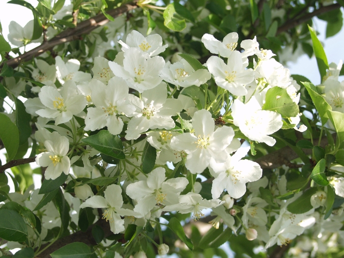 'Adirondack' - Malus hybrid from E.C. Brown's Nursery