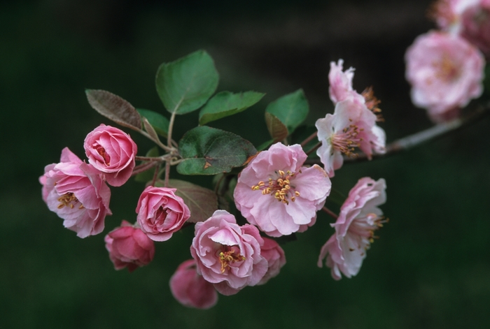 Klehm's Crabapple - Malus 'Klehm's Bechtal' from E.C. Brown's Nursery Klehm's Crabapple - Malus 'Klehm's Bechtal' from E.C. Brown's Nursery