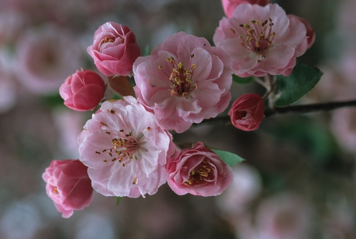 Brandywine® Crabapple - Malus hybrid 'Brandywine' from E.C. Brown's Nursery