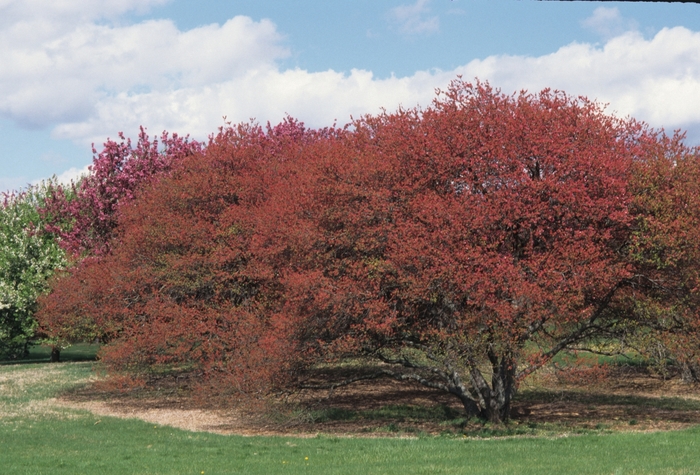 'Coralburst' - Malus hybrid 'COralburst' from E.C. Brown's Nursery