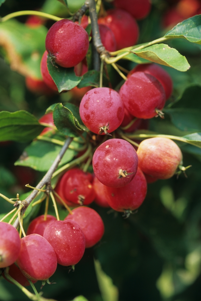 Dolgo Crabapple - Malus 'Dolgo' from E.C. Brown's Nursery