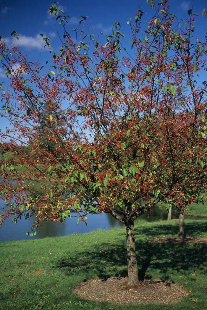 'Donald Wyman' - Malus hybrid from E.C. Brown's Nursery