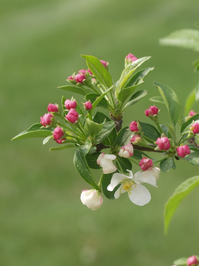 Firebird® - Malus sargentii from E.C. Brown's Nursery