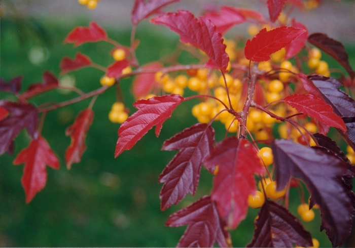 Golden Raindrops® - Malus hybrid from E.C. Brown's Nursery Golden Raindrops® - Malus hybrid from E.C. Brown's Nursery