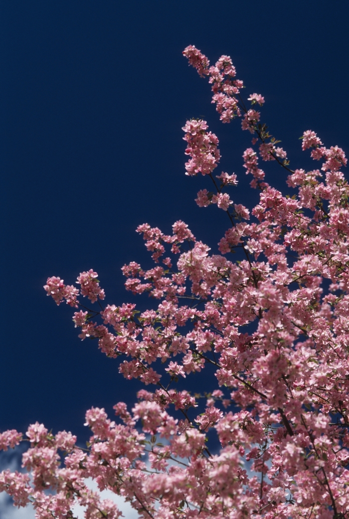 Hopa Crabapple - Malus 'Hopa' from E.C. Brown's Nursery