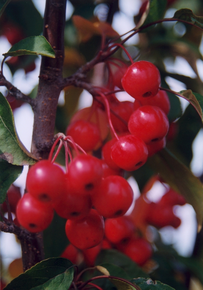 'Red Barron' Crabapple - Malus from E.C. Brown's Nursery 'Red Barron' Crabapple - Malus from E.C. Brown's Nursery