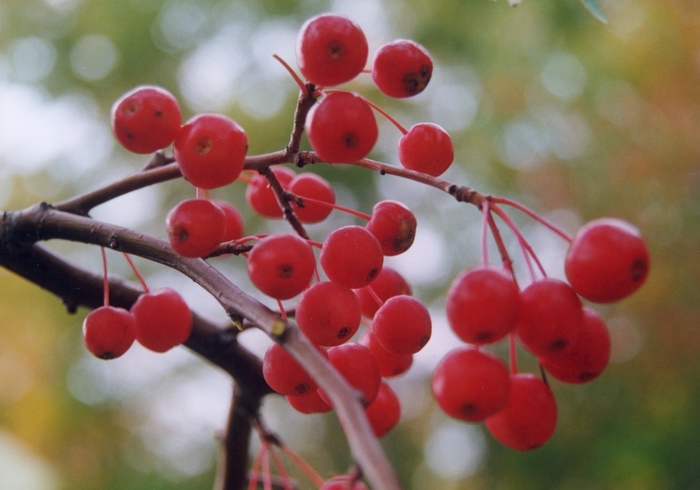 Red Jade Crabapple - Malus x scheideckeri 'Red Jade' from E.C. Brown's Nursery Red Jade Crabapple - Malus x scheideckeri 'Red Jade' from E.C. Brown's Nursery