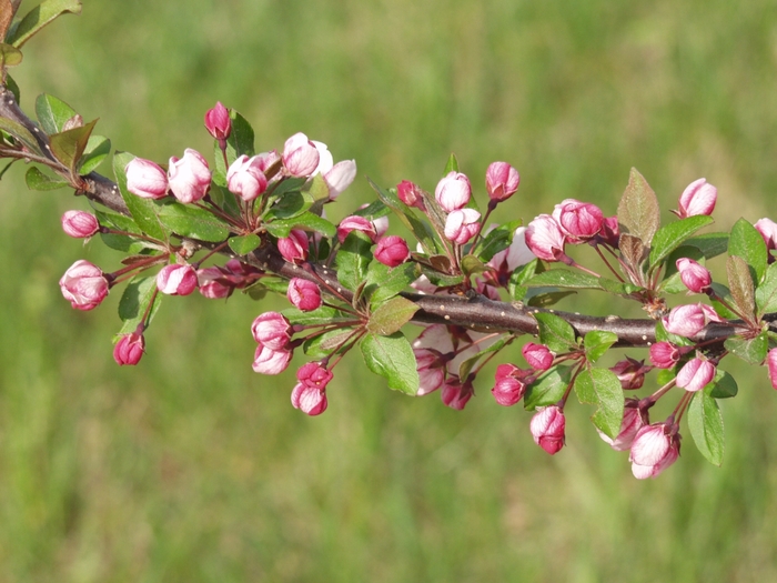 'Candymint' - Malus sargentii from E.C. Brown's Nursery
