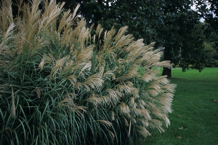Silver Feather Maiden Grass - Miscanthus sinensis 'Silberfeder' from E.C. Brown's Nursery Silver Feather Maiden Grass - Miscanthus sinensis 'Silberfeder' from E.C. Brown's Nursery