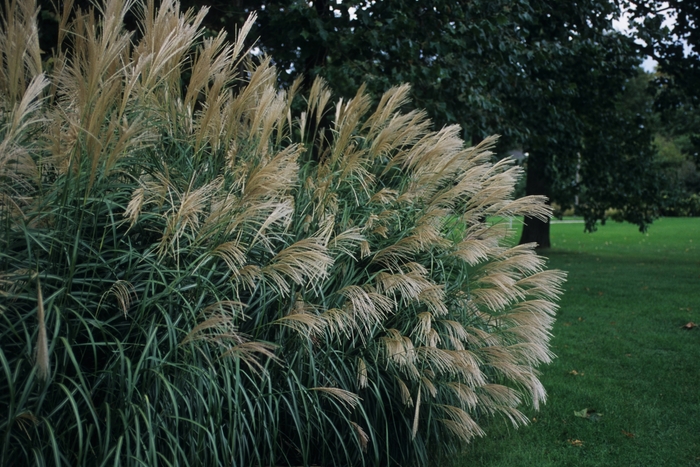 Silver Feather Maiden Grass - Miscanthus sinensis 'Silberfeder' from E.C. Brown's Nursery