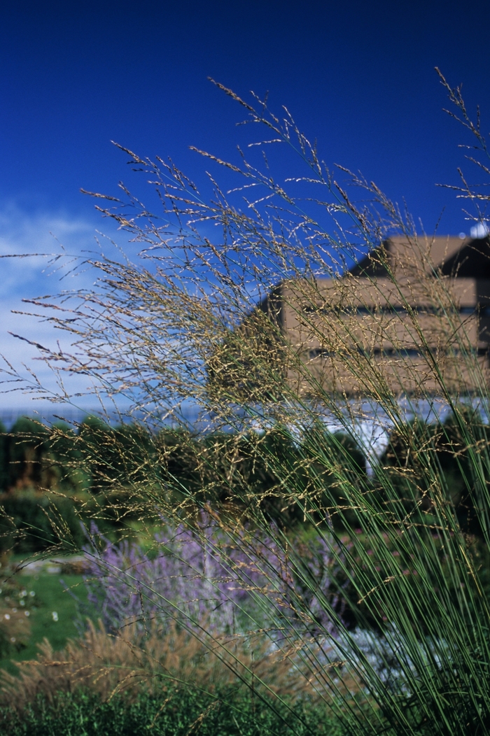 Skyracer Tall Moor Grass - Molina arundinacea 'Skyracer' from E.C. Brown's Nursery Skyracer Tall Moor Grass - Molina arundinacea 'Skyracer' from E.C. Brown's Nursery