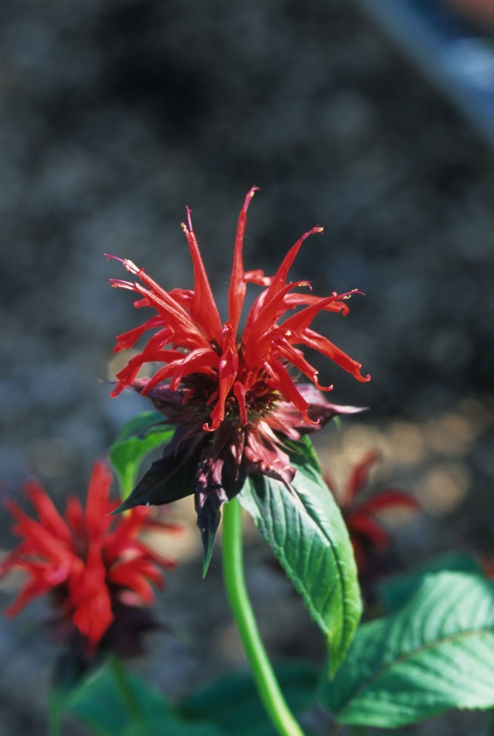 Jacob Cline Beebalm - Monarda 'Jacob Cline' from E.C. Brown's Nursery