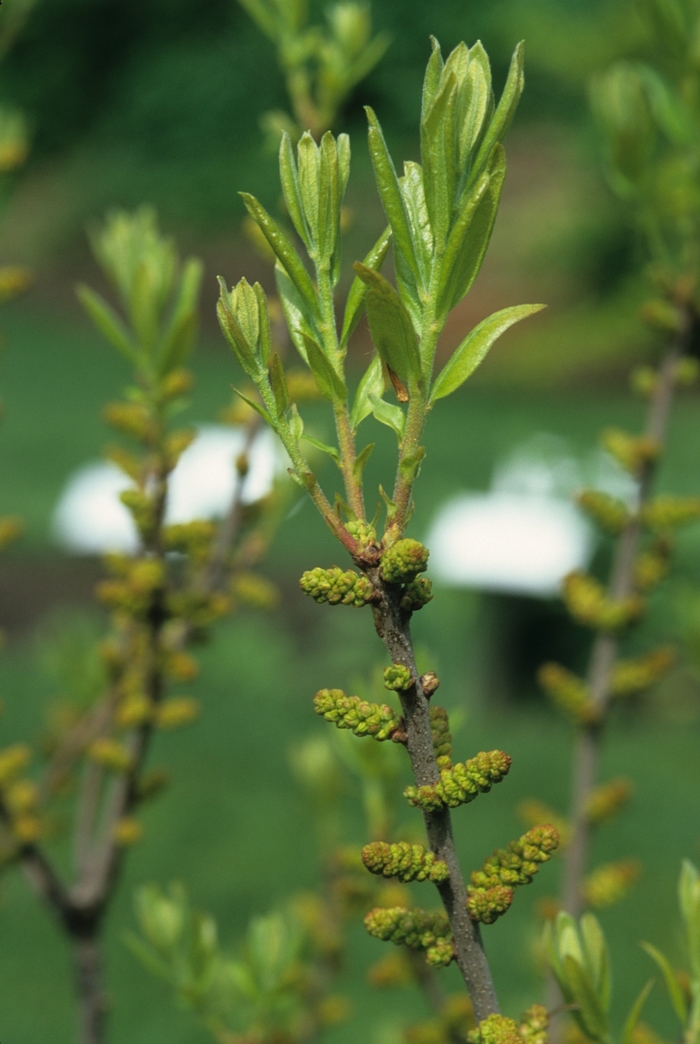 Northern Bayberry - Myrica pensylvanica from E.C. Brown's Nursery