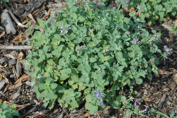 Little Titch Catmint - Nepeta racemosa 'Little Titch' from E.C. Brown's Nursery
