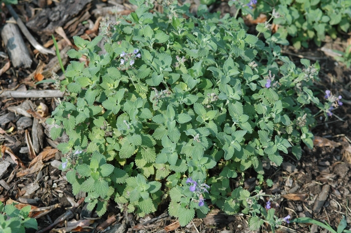 Little Titch Catmint - Nepeta racemosa 'Little Titch' from E.C. Brown's Nursery Little Titch Catmint - Nepeta racemosa 'Little Titch' from E.C. Brown's Nursery
