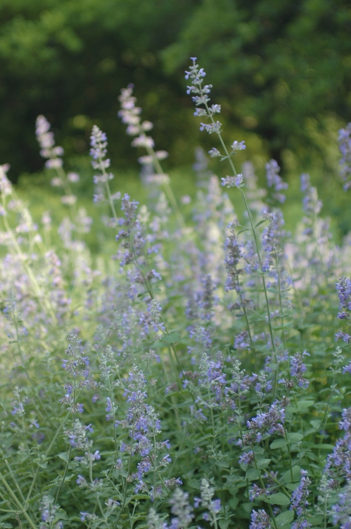 Nepeta - Nepeta faassenii from E.C. Brown's Nursery