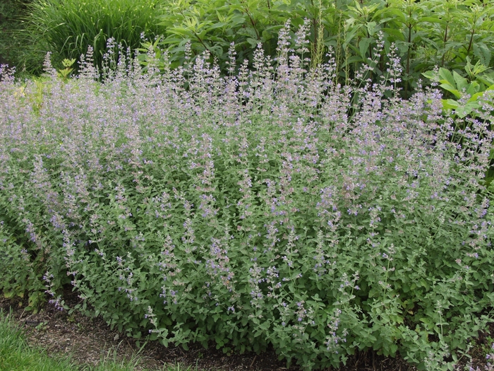 Catmint - Nepeta 'Six Hill's Giant' from E.C. Brown's Nursery