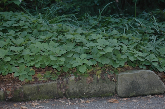 Allegheny Spurge - Pachysandra procumbens from E.C. Brown's Nursery