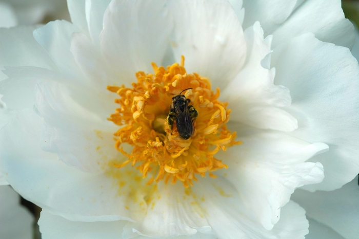 'Krinkled White' Peony - Paeonia lactiflora from E.C. Brown's Nursery 'Krinkled White' Peony - Paeonia lactiflora from E.C. Brown's Nursery