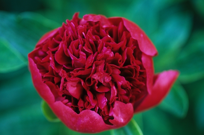 Red Charm Peony - Paeonia 'Red Charm' from E.C. Brown's Nursery
