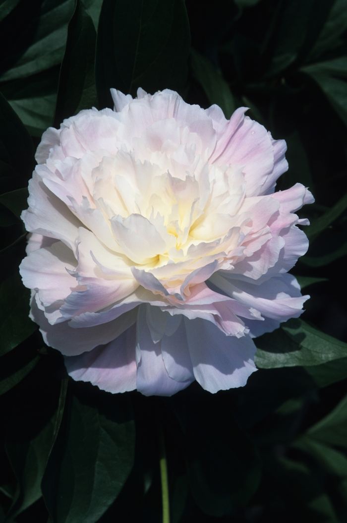 Peony - Paeonia 'Tourangelle' from E.C. Brown's Nursery Peony - Paeonia 'Tourangelle' from E.C. Brown's Nursery