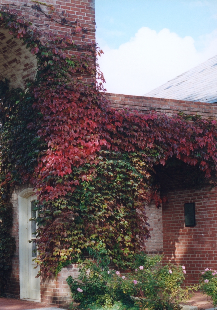Boston Ivy - Parthenocissus tricuspidata from E.C. Brown's Nursery Boston Ivy - Parthenocissus tricuspidata from E.C. Brown's Nursery