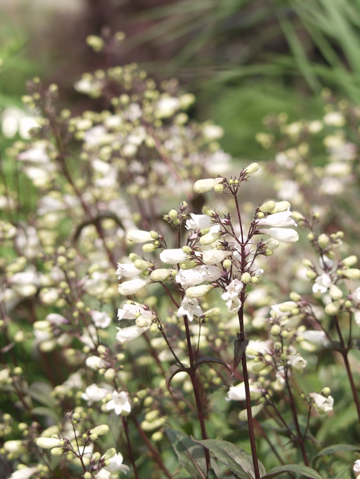 'Husker Red' - Penstemon digitalis from E.C. Brown's Nursery