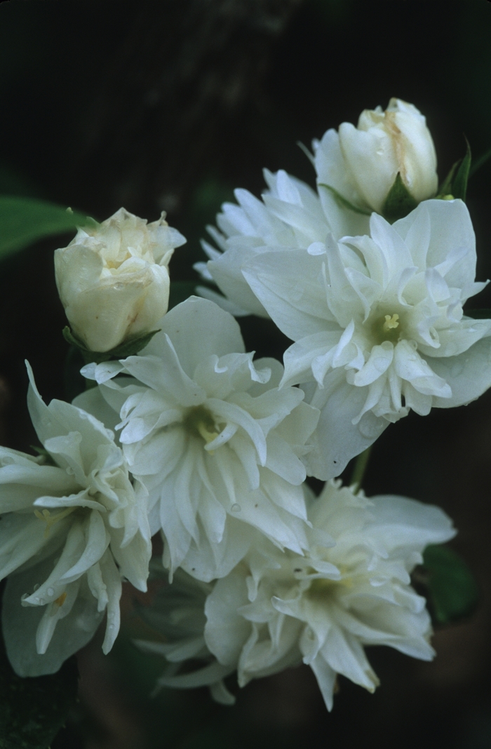  'Minnesota Snowflake' - Philadelphus x virginalis from E.C. Brown's Nursery